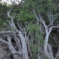 Weeping Bottlebrush